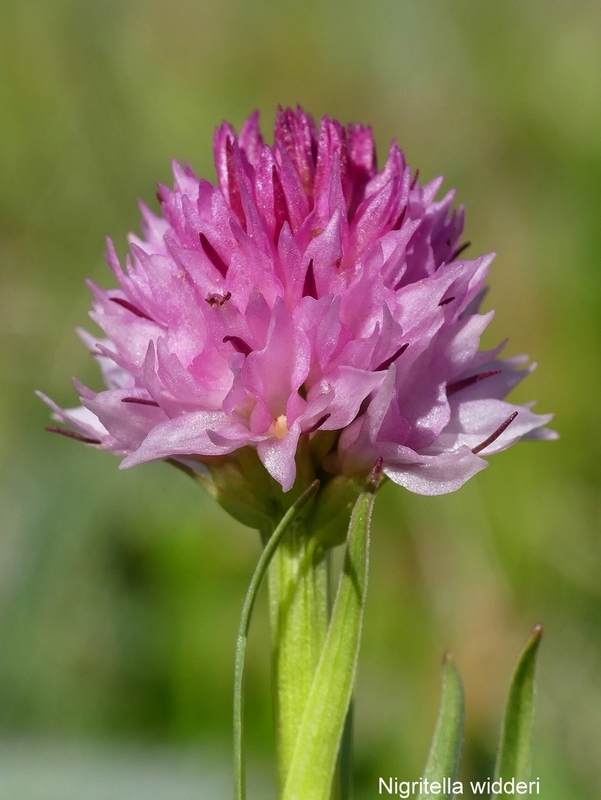 Orchidee e fiori del Monte Vettore e del Lago di Pilato � 26 giugno 2025.